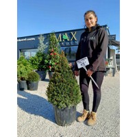 Tis prostredný - Taxus media 'Groenland' - 80/100cm - kuželovy tvar