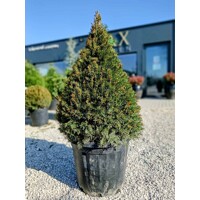 Tis prostredný - Taxus media 'Groenland' - 80/100cm - kuželovy tvar