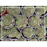 Skalná ruža - Sempervivum  sp.3