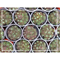 Skalná ruža - Sempervivum  sp.4