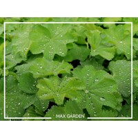 Alchemilka - Alchemilla mollis