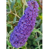 Buddleja dav. ´Nahno Blue´