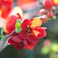 Dulovec japonský - Chaenomeles superba ´Fire Dance´- 50+cm
