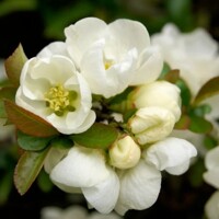 Dulovec - Chaenomeles speciosa 'Jet Trail' - 50+cm