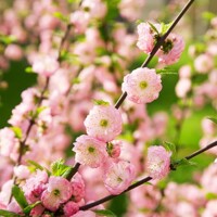 Mand?a okrasná - Prunus triloba - 90/100cm