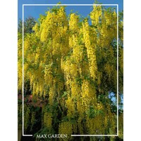 Štedrec - Laburnum alpinum 'Pendulum' - na 100/110cm kmeni