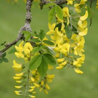 Štedrec - Laburnum alpinum 'Pendulum' - na 100/110cm kmeni