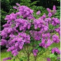 Orgován oby?ajný - Syringa vulgaris 'Kardinal´ - na 80/100cm kmeni
