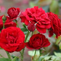 Ruža na kmienku ´NINA WEIBULL´ - na 110cm kmeni