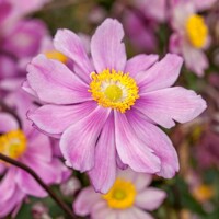 Anemone hupehensis 'Serenade'