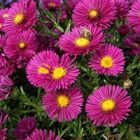 Aster dumosus 'Jenny'