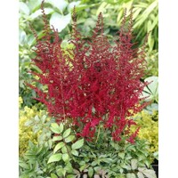 Astilba - Astilbe Arendsii ´Glut´