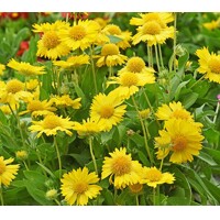 Kokarda - Gaillardia aristata ´Žltá´