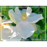 Magnólia ve?kokvetá - Magnolia grandiflora ´Galissoniere´ - 110/120cm