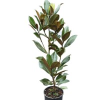 Magnólia ve?kokvetá - Magnolia grandiflora ´Galissoniere´ - 110/120cm