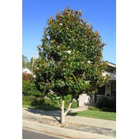 Magnólia ve?kokvetá - Magnolia grandiflora ´Galissoniere´ - 110/120cm