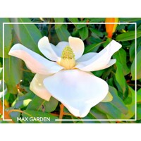 Magnólia ve?kokvetá - Magnolia grandiflora ´Galissoniere´ - 110/120cm
