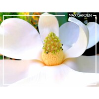 Magnólia ve?kokvetá - Magnolia grandiflora ´Galissoniere´ - 110/120cm