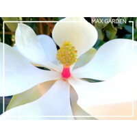 Magnólia ve?kokvetá - Magnolia grandiflora ´Galissoniere´ - 110/120cm
