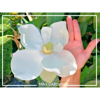 Magnólia ve?kokvetá - Magnolia grandiflora ´Galissoniere´ - 110/120cm