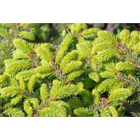 Smrek oby?ajný - Picea abies ´Nidiformis´- 40+cm