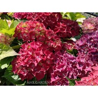 Hortenzia kalinolistá - Hydrangea macrophylla ’Royal Red Lila’