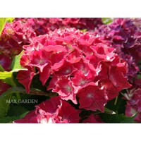 Hortenzia kalinolistá - Hydrangea macrophylla ’Royal Red Lila’