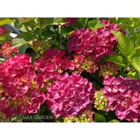 Hortenzia kalinolistá - Hydrangea macrophylla ’Royal Red Lila’