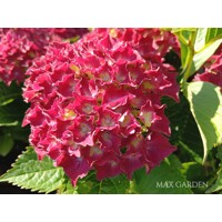 Hortenzia kalinolistá - Hydrangea macrophylla ’Royal Red Lila’