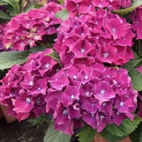 Hortenzia kalinolistá - Hydrangea macrophylla ’Royal Red Lila’