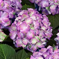 Hortenzia kalinolistá - Hydrangea macrophylla ´Sweet Lips Purple´
