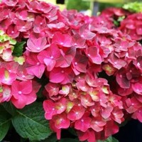 Hortenzia kalinolistá - Hydrangea macrophylla ´Saxon® Bright Red´ - 30/80cm
