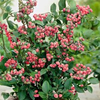 ?u?oriedka kanadská - Vaccinium corymbosum 'Pink Lemonade' - 30/40cm