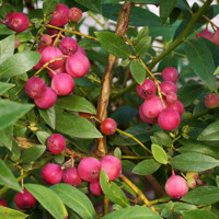 ?u?oriedka kanadská - Vaccinium corymbosum 'Pink Lemonade' - 30/40cm