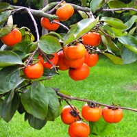 Ebenovník raj?iakový - Diospyros kaki - Hurmi Kaki ´Pendula´-200/240cm