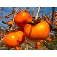 Ebenovník raj?iakový - Diospyros kaki - Hurmi Kaki ´Pendula´-200/240cm