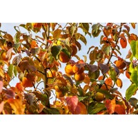 Ebenovník raj?iakový - Diospyros kaki - Hurmi Kaki ´Pendula´-200/240cm