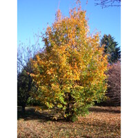 Parrotia persica  - 140/160cm