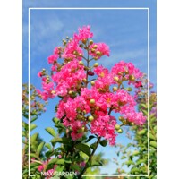 Myrta krepová ružová- Lagerstroemia indica ´Rosea´ -240/260cm - VIACKME?