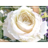 Ruža ve?kokvetá - biela