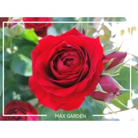 Ruža popínavá -vo?avá - Rosa ´EDITH PIAF ®´ - kuželový tvar - 100/110cm