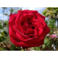 Ruža popínavá -vo?avá - Rosa ´EDITH PIAF ®´ - kuželový tvar - 100/110cm