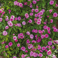 Ruža popínavá -vo?avá - Rosa ‘Gertrude Jekyll’  - na špalieri 120x120cm