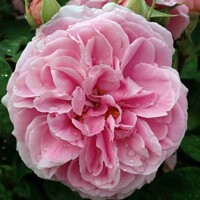 Ruža popínavá -vo?avá - Rosa ‘Gertrude Jekyll’  - na špalieri 120x120cm