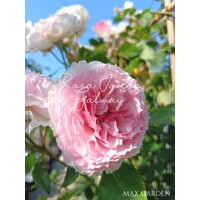 Ruža popínavá -vo?avá - Rosa ´James Galway´ - na špalieri - 120x120cm