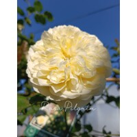 Ruža popínavá -vo?avá - Rosa ´The Pilgrim´ - na špalieri - 120x120cm