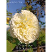 Ruža popínavá -vo?avá - Rosa ´The Pilgrim´ - na špalieri - 120x120cm