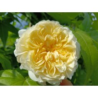 Ruža popínavá -vo?avá - Rosa ´The Pilgrim´ - kuželový tvar