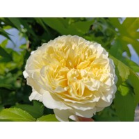 Ruža popínavá -vo?avá - Rosa ´The Pilgrim´ - kuželový tvar