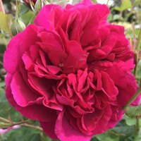 Ruža popínavá - Rosa ´THOMAS á BECKET´ - kuželový tvar - 90/120cm